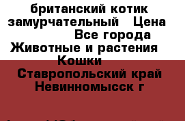британский котик замурчательный › Цена ­ 12 000 - Все города Животные и растения » Кошки   . Ставропольский край,Невинномысск г.